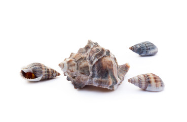 Exotic sea shells isolated on white background