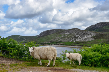 Fototapeta premium Schafe in Schottland