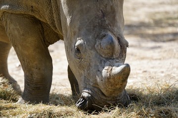 Fototapeta premium Rhinocéros mange de l'herbe 