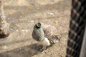 A white peacock in a zoo pen in the afternoon, walks, stands