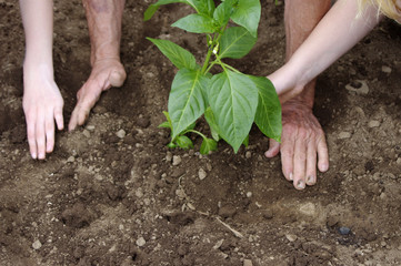 Hands of two children with grandparent planting pepper plant in ground