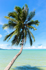 Coconut tree on the ocean against blue sky in koh samui island in Thailand.
