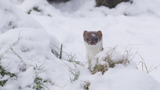 stoat in winter