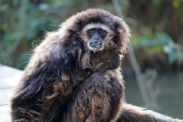 Singe avec un regard triste