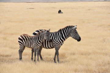 Fototapeta na wymiar Young zebra with mother