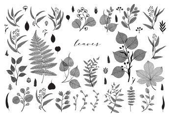 Big set of branches and leaves, fall, spring, summer. Vintage vector botanical illustration, floral elements in black design