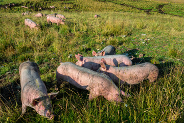 Schweine auf der Alm 