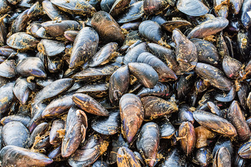 Mussels/Moules on public market