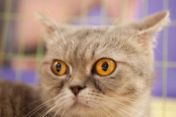 Gray cat with big yellow eyes