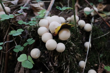 mushroom in forest