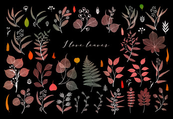 Branches and leaves, fall, spring, summer. Botanical illustration in bright color on black background