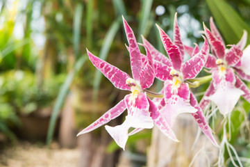 Fototapeta premium A Beautiful Purple Orchids on a branch with green leaf in the background