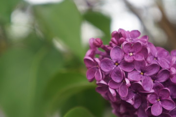 lilac