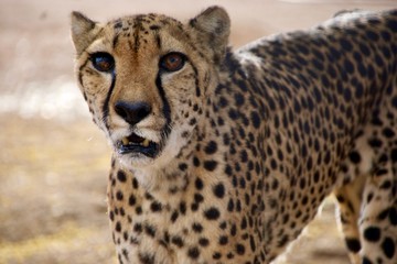 Namibia