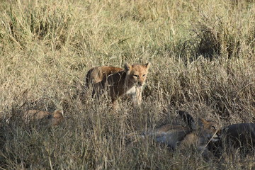 Lion cub, Serengeti