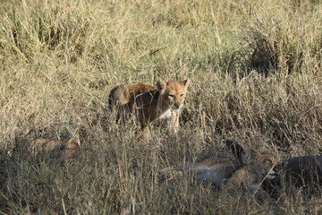 Lion cub, Serengeti