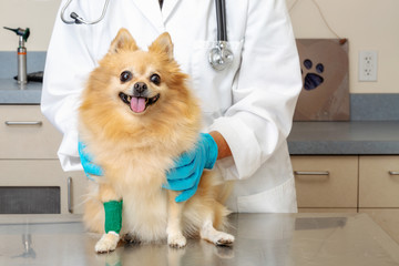 Small Injured Dog at V eterinarians Office