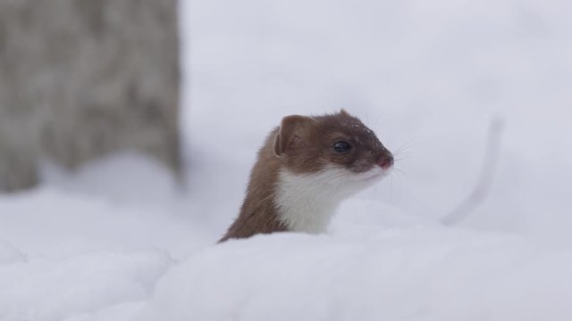 stoat in winter