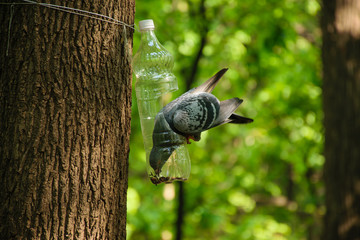 Pigeon sitting and eating in a birds' feeder