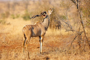 The greater kudu (Tragelaphus strepsiceros), big bul feeds on the leaves of flowering shrub in dry bush.