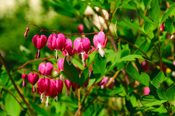 Dicentra