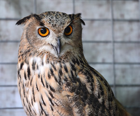 royal owl