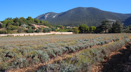 Fototapeta na wymiar Landschaft im Luberon in der Provence