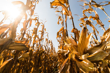 Ripe corn on stalk in field before harvest