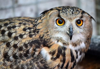 owl