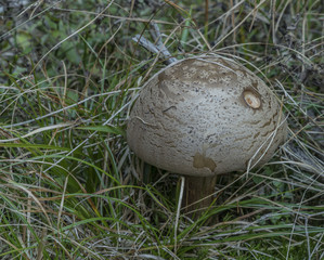 Amanita rubescens mushroom in autumn dry grass
