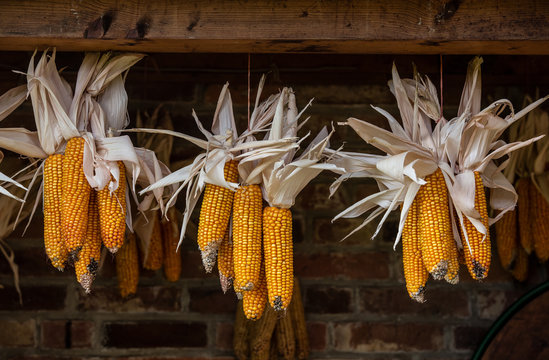 dry corncob on a scantling