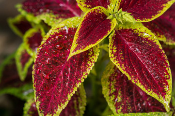 bright leaf after the rain