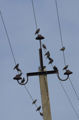 Obraz premium Flock of speckled starlings sitting together on power lines in the background blue sky