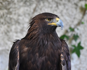 golden eagle
