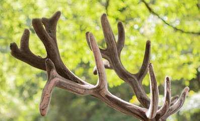 antlers
