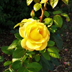 Beautiful yellow rose on a bush with a bud and green leaves