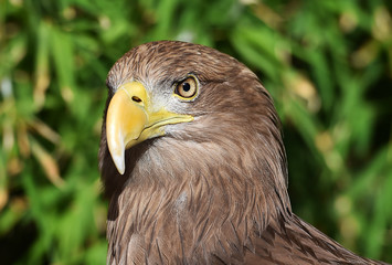 head of eagle
