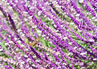 Fototapeta premium One female Allens hummingbird drinking nectar from Salvia leucantha flowers, know as Mexican bush sage. These birds are common only in the brushy woods, gardens, and meadows of coastal CA