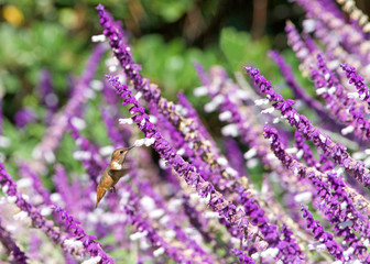 One female Allens hummingbird drinking nectar from Salvia leucantha flowers, know as Mexican bush sage. These birds are common only in the brushy woods, gardens, and meadows of coastal CA
