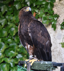 Fototapeta premium golden eagle