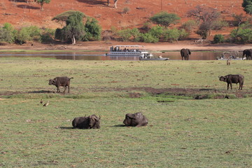 Botswana - afrikanische Impressionen