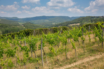 View of vineyards in the rolling hills near Radda, Chianti, Tuscany