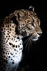Afwasbaar Fotobehang Luipaard luipaard