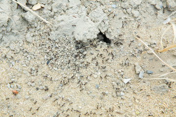 Black ants in desert near an anthill . Sugar ants gather around the hole of their nest . closeup soil around the ant's nest on the ground . Nests ant or small round ant escape holes in the garden.