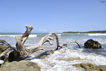 Fototapeta premium island of Boipeba, Cairú, Bahia, Brazil
