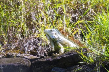 Iguana