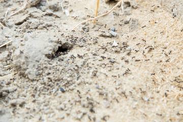 Black ants in desert near an anthill . Sugar ants gather around the hole of their nest . closeup soil around the ant's nest on the ground . Nests ant or small round ant escape holes in the garden.
