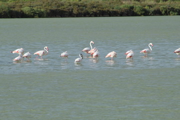 Fototapeta premium Group os pink Flamingos in a lake in the Ses Salines natural reserve in Ibiza