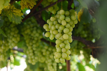 Large bunches of white wine grapes hang from a vine. Bunch of grapes on a vine