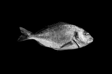 sea bream isolated on black background
